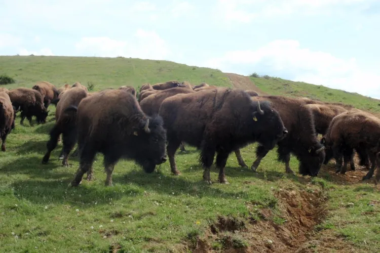 Bizonul de Taga, o specie pe cale de ... aparitie! Un danez pune bazele unei ferme cu 800 de exemplare Galerie FOTO
