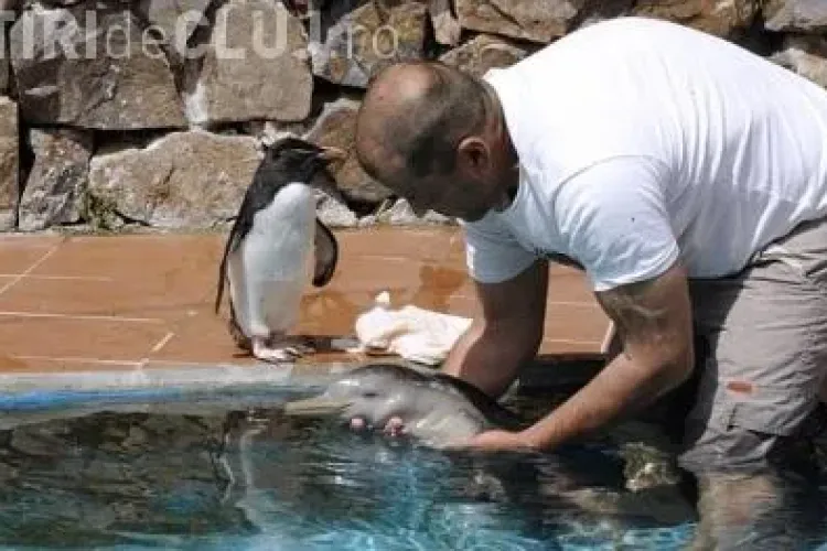 Un pui de delfin nou-nascut, gasit pe plaja la Constanta