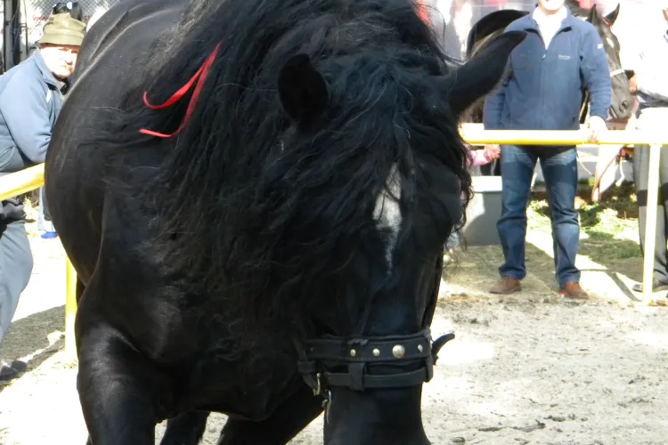 Cal de 30.000 de euro la Targul Agraria Cluj! Proprietarul: "Caii greii de la noi au plecat la Italia la salam!" VIDEO si FOTO