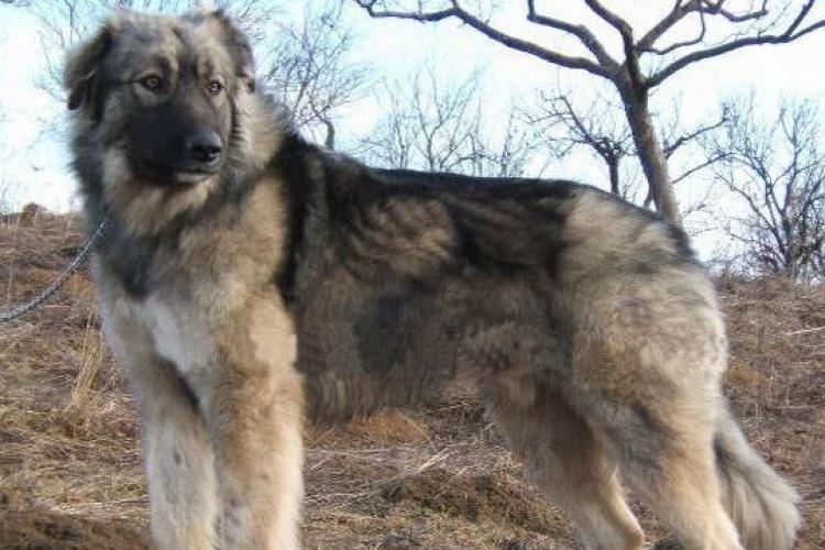 Un câine a fost rănit grav de un paznic, într-o comună din Cluj! Bărbatul a folosit o armă