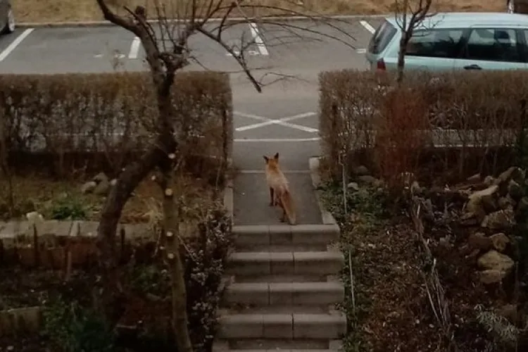 Vulpe surprinsă hoinărind pe o alee din cartierul Între Lacuri, în apropierea blocurilor - FOTO 