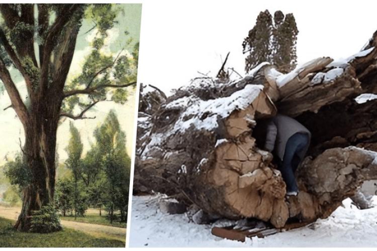Povestea plopului canadian ,,de la stadion”. Copacul uriaș a fost tăiat după mai mult de 150 de ani - FOTO