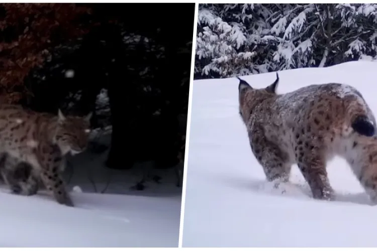 Imagini spectaculoase din Parcul Natural Apuseni! Un râs superb a fost surprins la plimbare prin zăpadă - VIDEO 