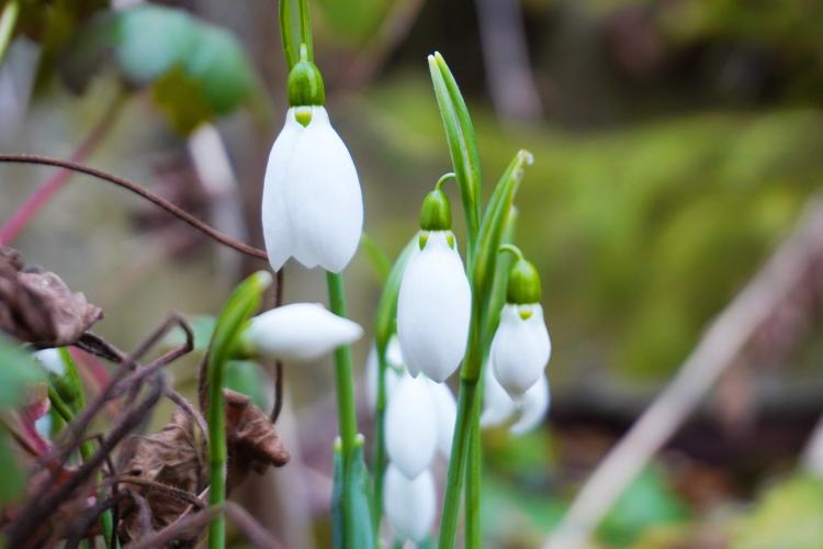 Surpriză la Grădina Botanică din Cluj-Napoca după temperaturile atipice din februarie: „Sunt oare ele semne prevestitoare ale primăverii?”-FOTO