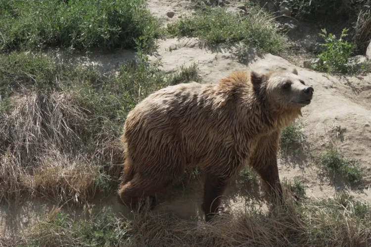 Alertă privind prezența unui urs într-o localitate din Cluj