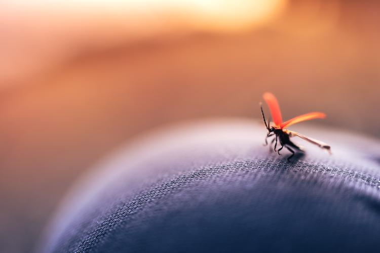 Ce recomandă medicii români pentru prevenirea infectării cu malarie: „Malaria este dată de un parazit, nu de un virus”