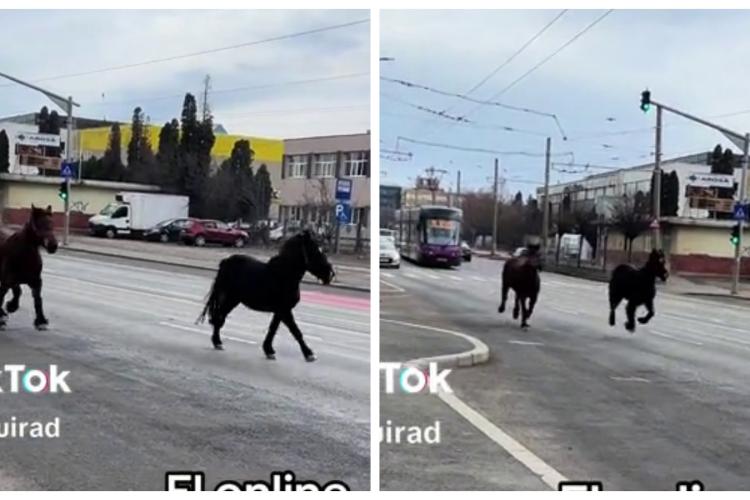 ”Bandă dedicată” pentru cai deschisă pe un drum din Cluj-Napoca: ”La 100 de m de blocurile de 3000 euro/mp” - VIDEO