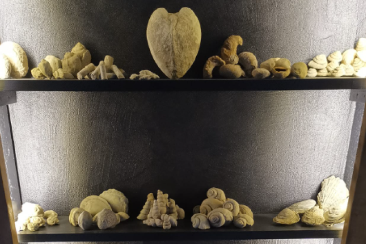 Un clujean a strâns o colecție de mii de fosile antice, vechi de zeci de milioane de ani. Bărbatul le-a adunat de pe dealurile din Cluj și Sălaj
