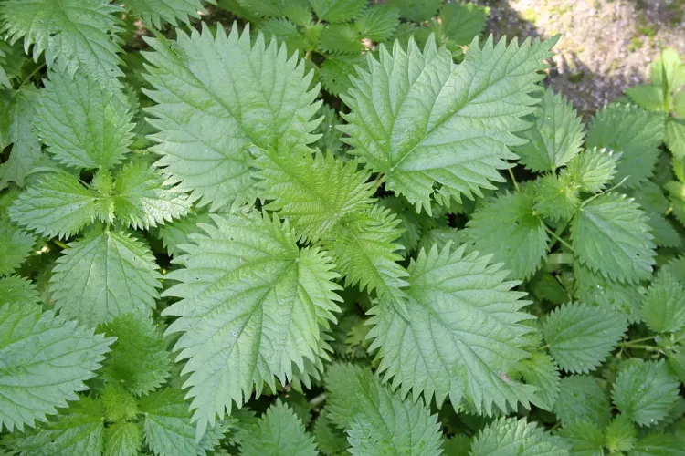 8 motive pentru a introduce urzicile în dieta dvs! Cât sunt de sănătoase urzicile și cum să le gătești 