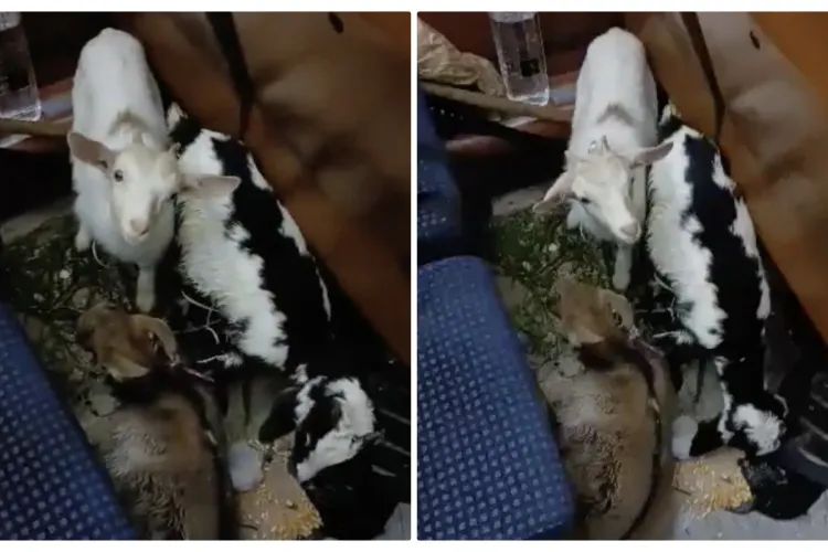 Un ardelean s-a dus cu caprele cu trenul spre București - FOTO și VIDEO