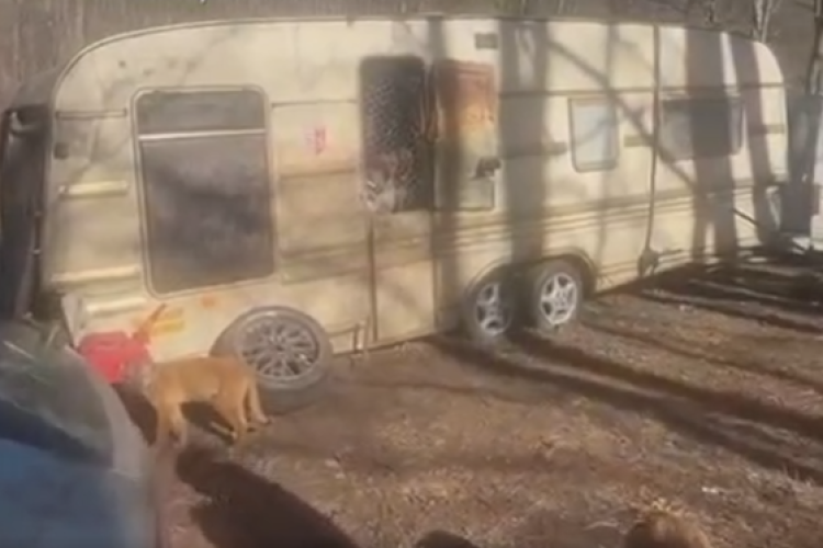 Caz halucinant! Peste 70 de câini salvați dintr-un adăpost improvizat. Stăpânul lor îi ținea într-o rulotă