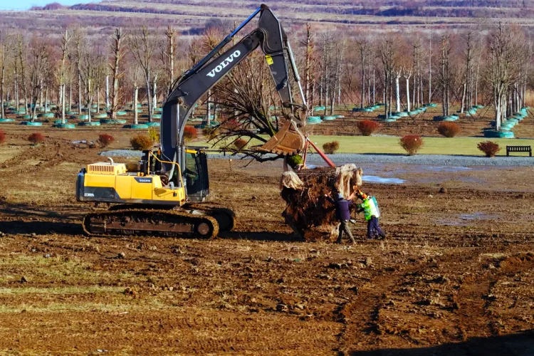GALERIE FOTO: Copacii de pe fosta platformă Carbochim, relocați în pepiniera IULIUS pentru a fi parte din viitorul proiect mixed-use
