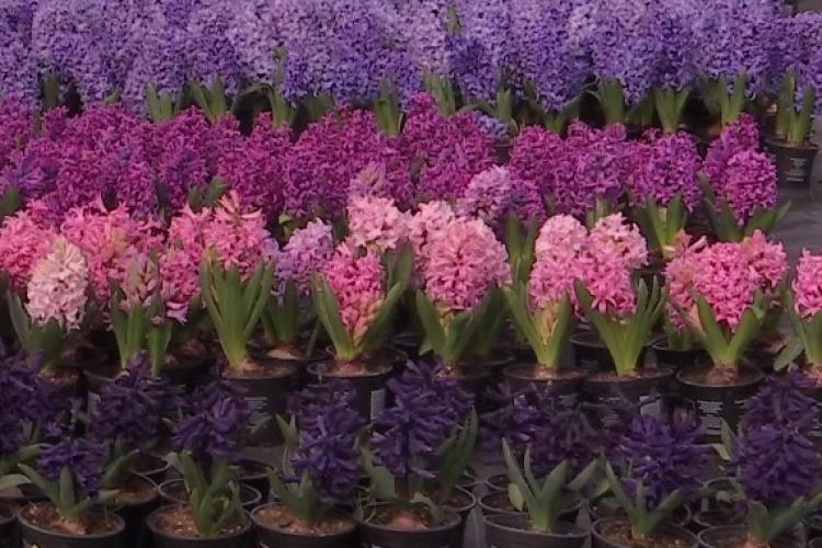Cât costă o zambilă indigo după ce preţurile au crescut cu 20% faţă de 2023. Florăriile numără mai mulți bani în această perioadă