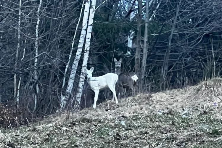 O căprioară albă a fost fotografiată de jandarmi într-o pădure din Transilvania - FOTO