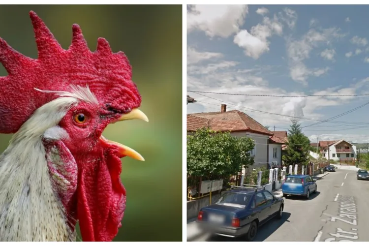 Clujean deranjat de cocoșul care cântă lângă casa lui, într-o zonă de case. Cheamă poliția locală să îl ”aresteze” - FOTO