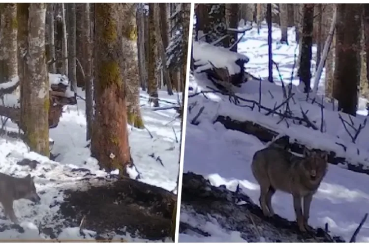 Imagini fabuloase din Parcul Natural Apuseni! Mai mulți lupi superbi au ieșit la joacă sub razele soarelui -VIDEO
