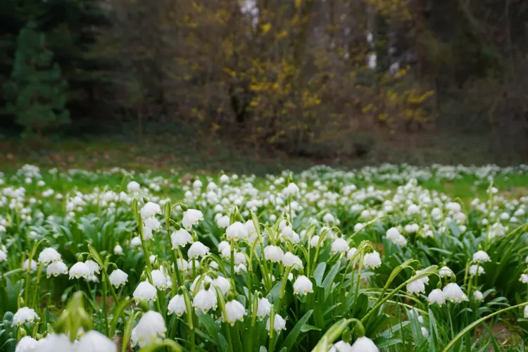 Primăvara a venit la grădina botanică din Cluj-Napoca! Vizitatorii pot să admire un câmp plin cu ghiocei - FOTO