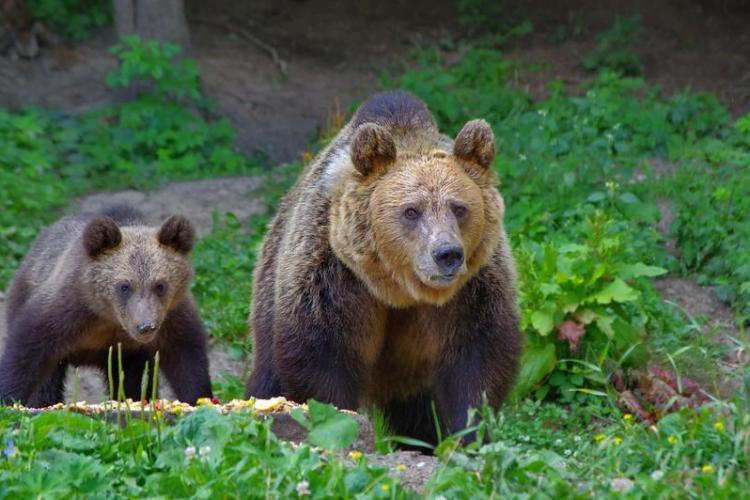 Urşii, zăriţi tot mai des pe potecile turistice, după ce au ieşit din hibernare! Ce faci dacă întâlnești un urs în drumeție, explică salvamontiștii