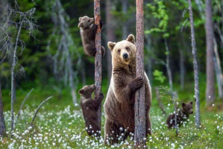 Ce faci dacă te întâlnești cu ursul în pădure? Cele mai bune sfaturi în cadrul articolului oferite de un pădurar cu vechime