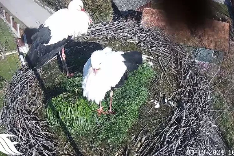 Au sosit primele berze din 2024 la Vlaha, jud. Cluj. Imagini adorabile cu frumoasele păsări - VIDEO