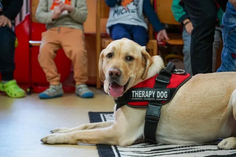 Elevii unui liceu din Cluj vor ca în fiecare clasă să fie un animal de companie. Citiți Proclamația ”Ce vrea clasa a IV-a B”