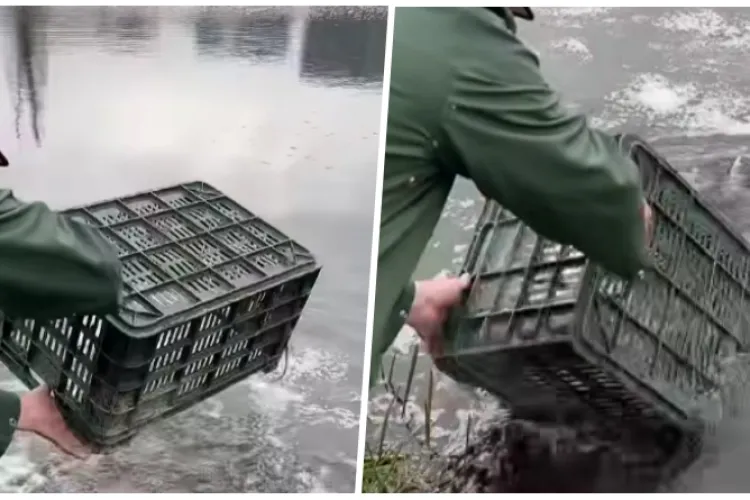 Lacurile din Gheorgheni au fost populate cu pește. Au fost aduși peste 1 tonă de carași