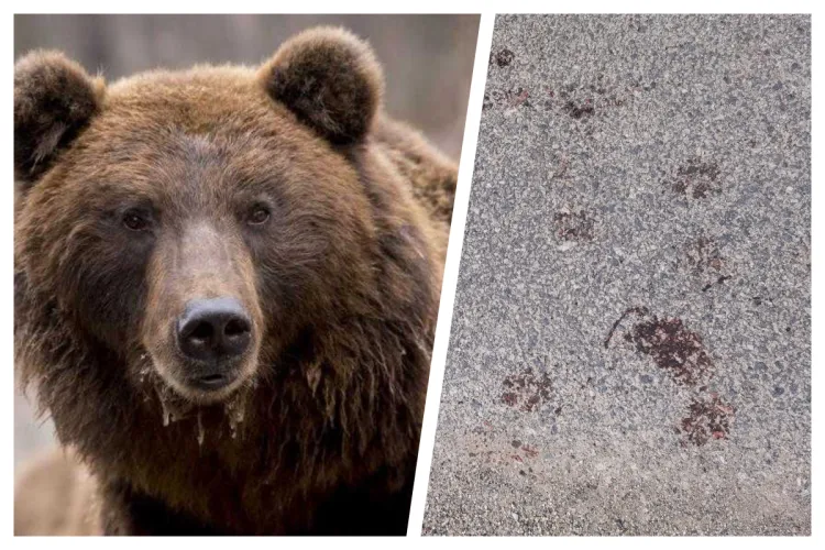 Cluj: O ursoaică cu pui face ravagii pe drumul județean 107T, o căprioară a fost ucisă - FOTO