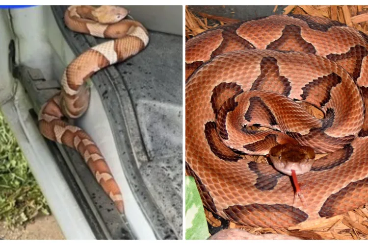 Un șarpe veninos a scăpat din acvariul unui crescător și a fost găsit în mașină de un șofer. Reacția poliției e de amatori - FOTO