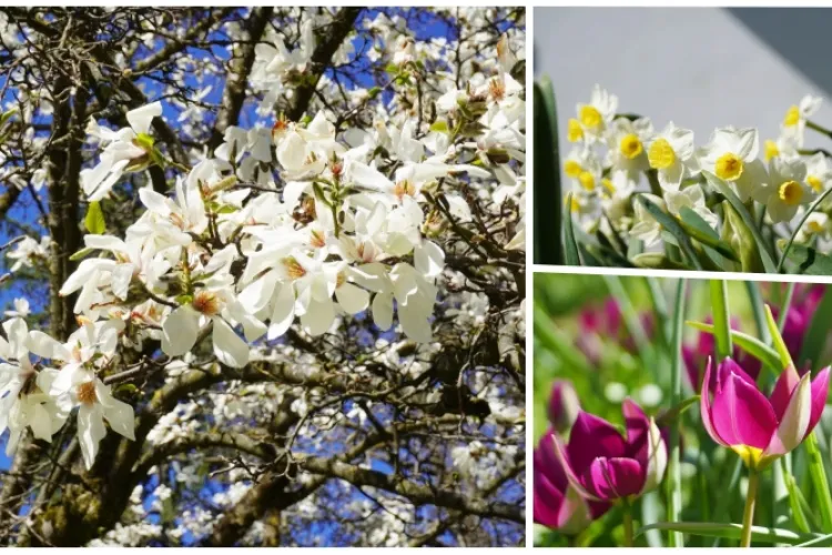 Narcisele și lalelele au înflorit la Grădina Botanică din Cluj-Napoca! Vizitatorii pot să admire și magnoliile superbe - FOTO