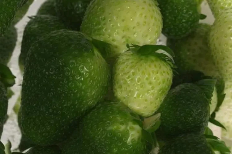 Imaginea care a uimit internetul! ”Închide ochii și uită-te printre gene!...” - FOTO în articol