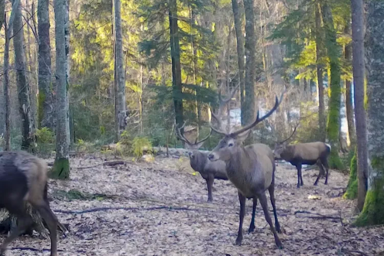Imagini de o frumusețe rară, surprinse în Parcul Natural Apuseni! Cerbii au ieșit la joacă - VIDEO