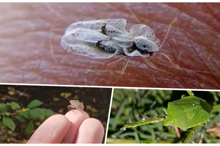 ,,Tăiați toți platanii. Nu avem nevoie de ei!”- Invazia insectelor i-a adus pe clujeni pe culmile disperării