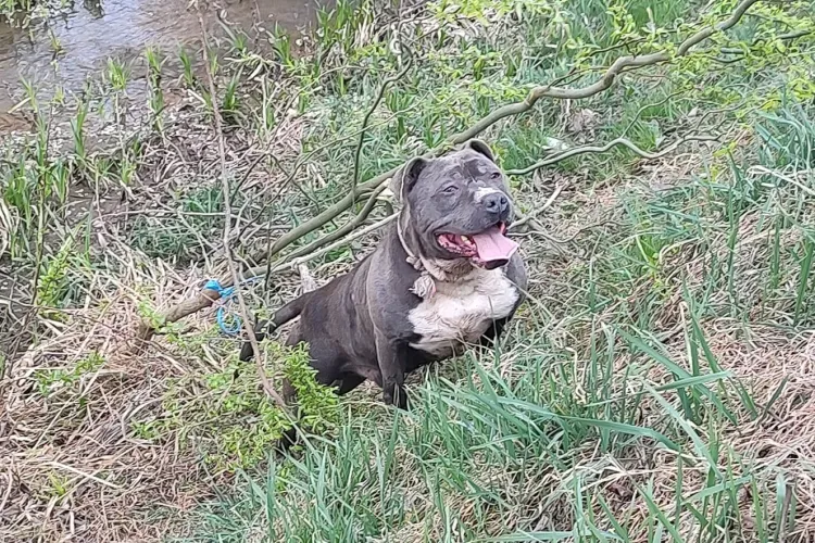 ”Vai ce scârbă de om. Să lege un câine, să îl abandoneze!” - L-a legat în Florești de un copac și a fugit - FOTO
