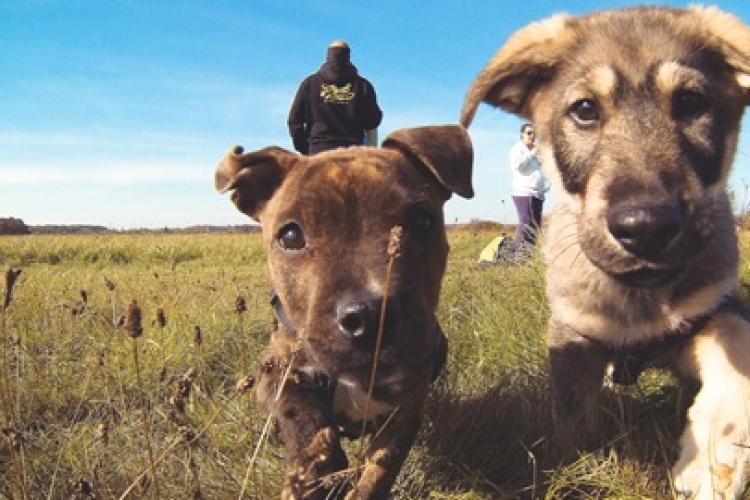 Peste 300 de câini așteaptă să fie adoptați în Cluj-Napoca. Cum puteți să adoptați un cățel 
