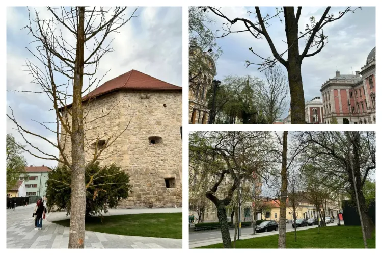 „Arborii plantați sunt majoritatea morți sau pe cale să moară”. De ce se simt clujenii sufocați în „orașul de 5 stele”