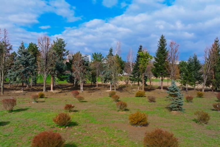 VIDEO: Copacii Carbochim se păstrează. Revin în același loc, într-un nou parc deschis către Someș, parte din proiectul de reconversie a fostei platforme