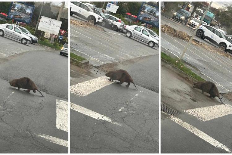 IMAGINI RARE. Un castor simpatic a fost surprins traversând strada pe trecerea pentru pietoni, la Turda - FOTO