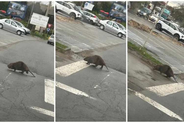 IMAGINI RARE. Un castor simpatic a fost surprins traversând strada pe trecerea pentru pietoni, la Turda - FOTO