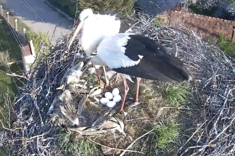 Berzele din cuibul de la Vlaha au depus cinci ouă. Locuitorii cred că le aduc noroc în fiecare an - FOTO