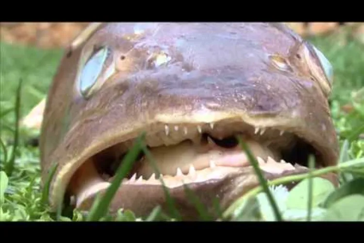 Păstrăv gigant, prins pe un lac de munte din Cluj: Sunt păstrăvi de 1,6 - 1,7 metri în apă, adevărați giganți - FOTO