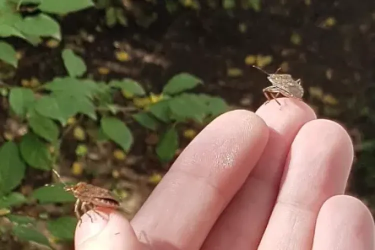 ,,Ajungem raiul gândacilor și a ploșnițelor” - Clujenii cer ca Primăria să acționeze, după ce insectele au invadat mai multe cartiere din Cluj-Napoca 