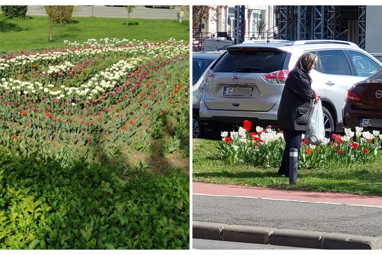 Furtul de lalele de pe domeniul public din Cluj-Napoca e deja un sport - FOTO