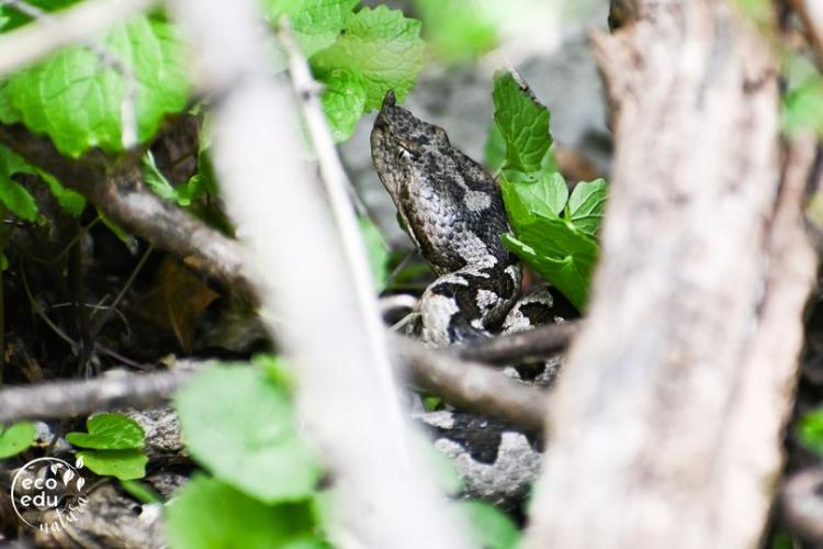 Tărâmul viperelor cu corn din Munții Apuseni. Șerpii veninoși păzesc comori ale naturii