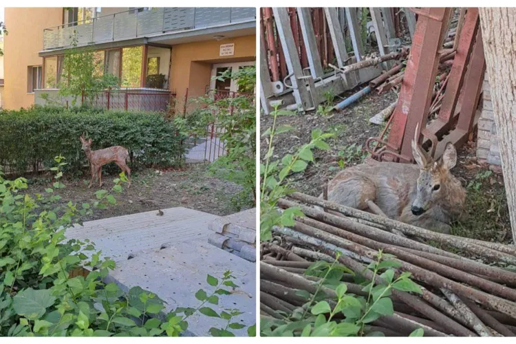 Un căprior s-a aciuat lângă un bloc din cartierul Gheorgheni, spre încântarea locatarilor - FOTO