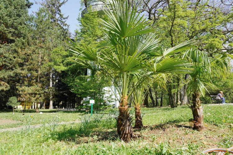 Premieră la Cluj - Palmierii au rezistat peste iarnă în exterior la Grădina Botanică din Cluj - FOTO