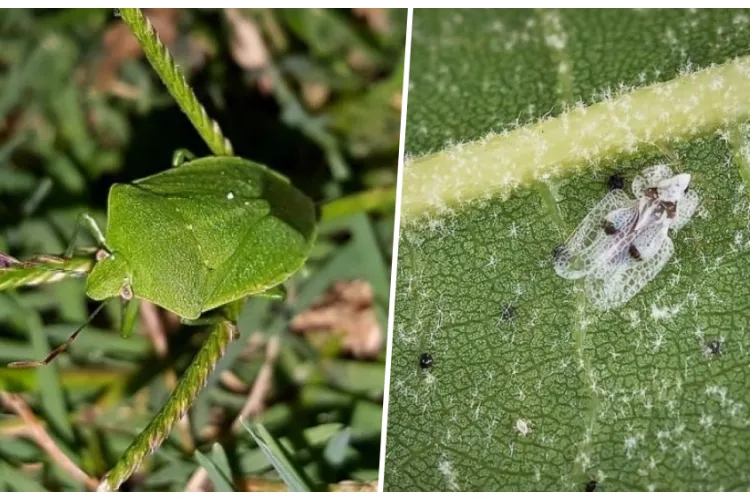 Invazie de insecte într-un cartier din Cluj-Napoca: ,,Plasele de la geamuri sunt pline, nu pot ieși pe balcon fără sa mă umplu de ele”