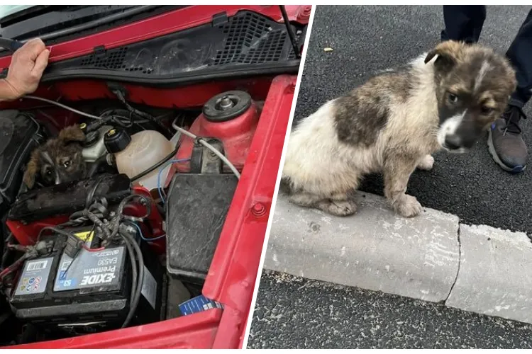 Un cățel a călătorit 100 de km spre Cluj, ascuns sub capota unei mașini! Patrupedul a scăpat fără nicio zgârietură și își caută acum o casă nouă