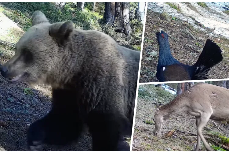 Imagini de o frumusețe rară din Parcul Natural Apuseni! Cocoși de munte, căprioare și urși, surprinși în mediul lor natural - VIDEO