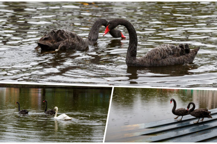Lebedele negre au revenit în Parcul Central din Cluj-Napoca! Superbele păsări pot fi admirate pe lacul Chios -  FOTO și VIDEO 