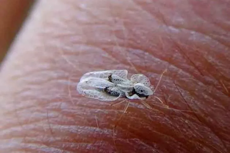 ,,Zilnic stau o oră să le iau de pe haine/Ne afectează calitatea vieții” -Tigrul platanului, o problemă tot mai mare pentru locuitorii din Cluj